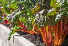 Mid-Summer Gardening Technique: Embrace Chop and Drop for Healthier Soil