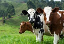 Grass-Fed vs. Grain-Fed Beef : What’s the Real Difference? cows