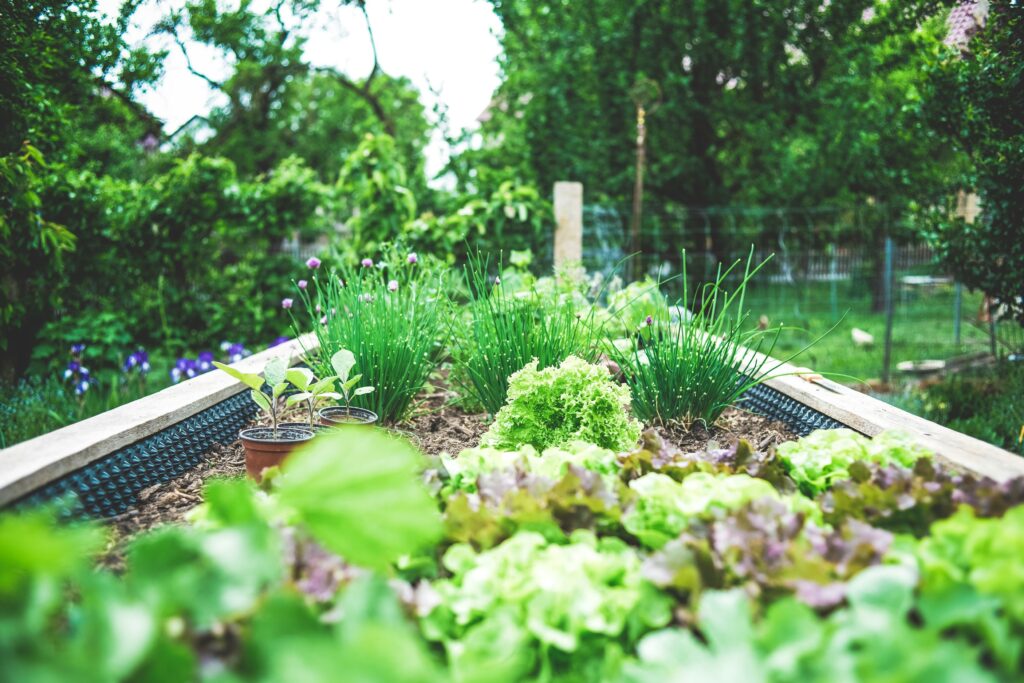 picture of a garden