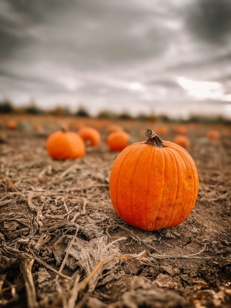 Pumpkin in a field