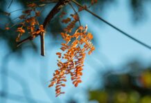 Preparing Your Garden for the Fall: An Eco-Friendly Guide Fall Garden