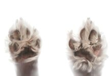 18 Fascinating Facts About Dog Paws: Anatomy, Function, and Fun Details dog paws